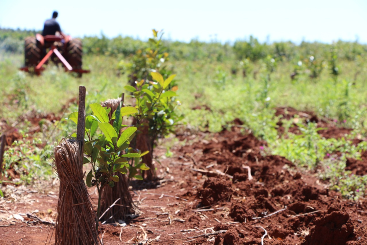 Agroecolog A La Herramienta M S Completa En La Producci N Yerbatera