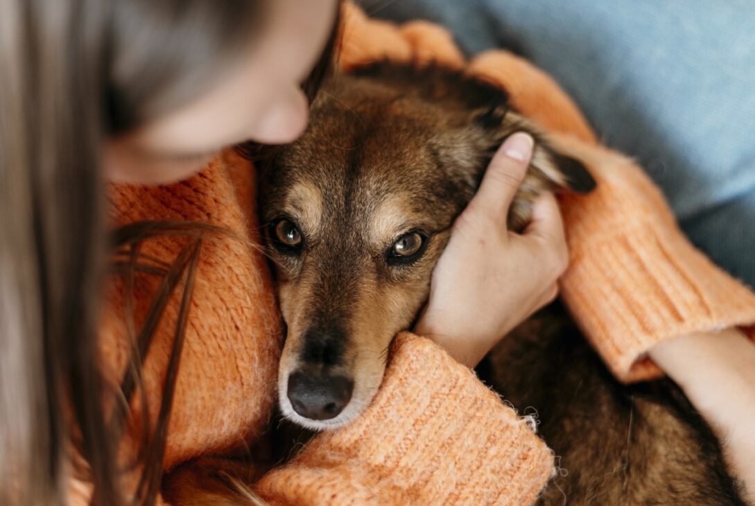 D A Mundial Del Perro Adoptado Por Qu Se Celebra Cada De