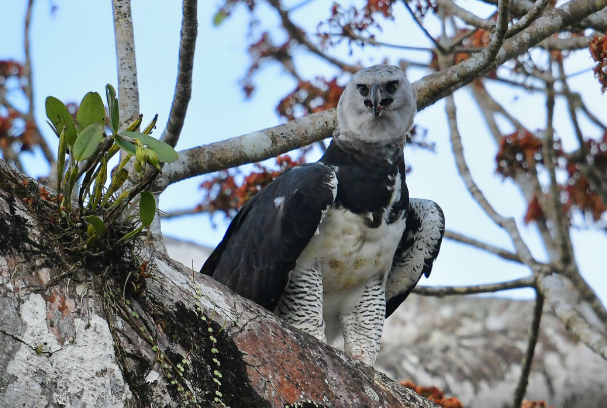 El proyecto para salvar al Águila Harpía tuvo media sanción en Diputados -  Canal Doce Misiones