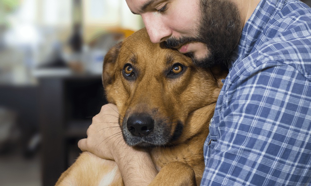 Día Mundial Del Perro Adoptado Por Qué Se Celebra Cada 23 De