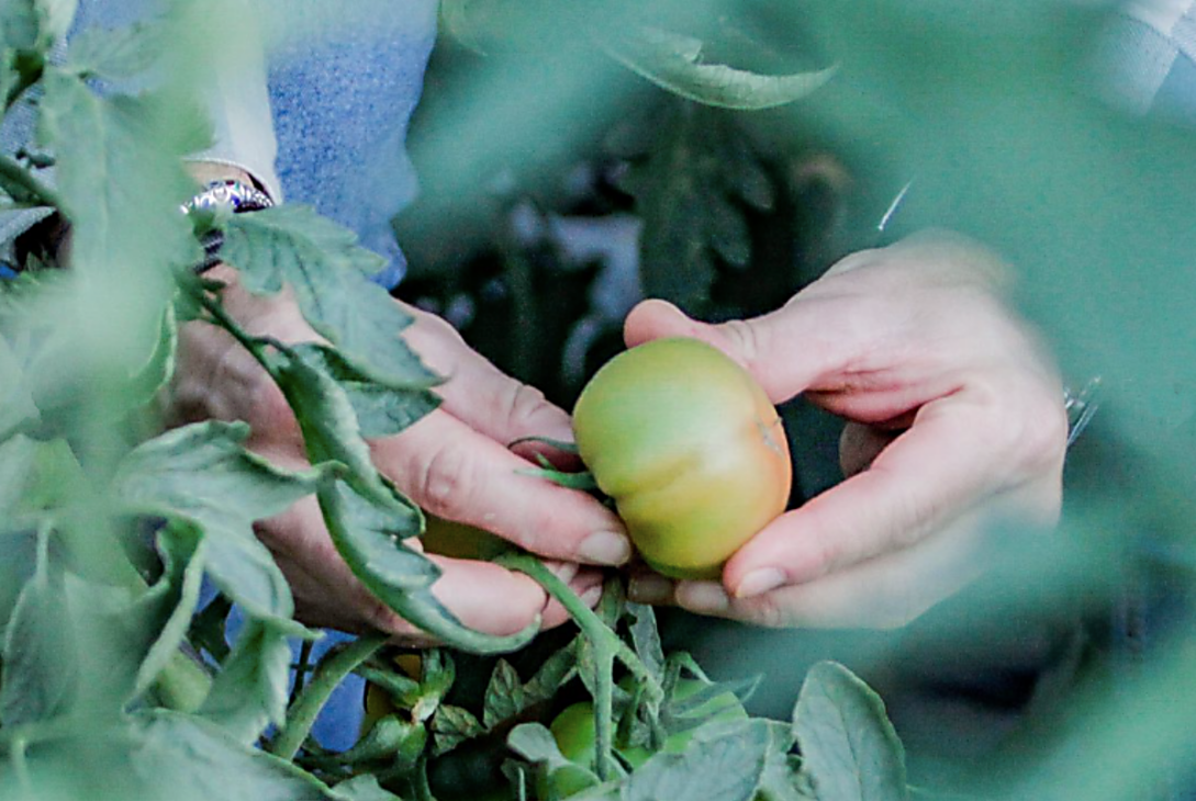 Prácticas Sustentables Transforman La Producción De Tomates