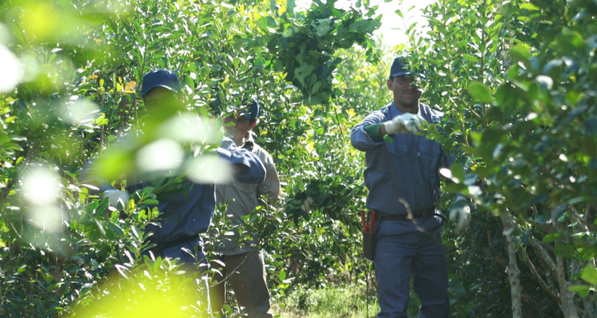 El gobernador de Misiones pide normalizar el Instituto Nacional de la Yerba Mate para regular el precio de la materia prima