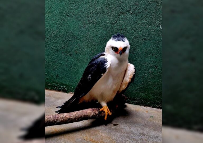 Rescataron un ejemplar de Águila Viuda hallado lastimado en una ...