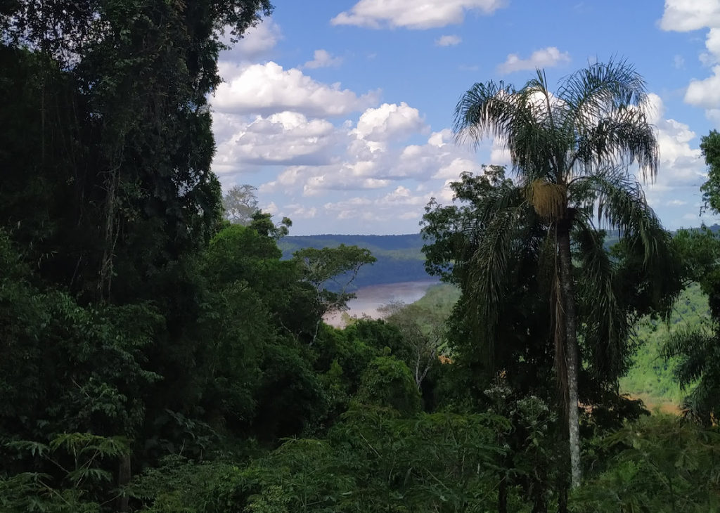 Misiones es el primer estado subnacional del mundo en certificar créditos de carbono imagen-5