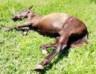 Rescataron a un caballo que se desplomó en la plaza de Santa Rosa imagen-7