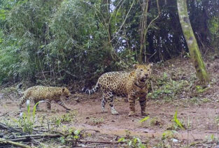 Cámaras en el Parque Nacional Iguazú captan a la yaguareté Kuarahy con su cachorro imagen-6